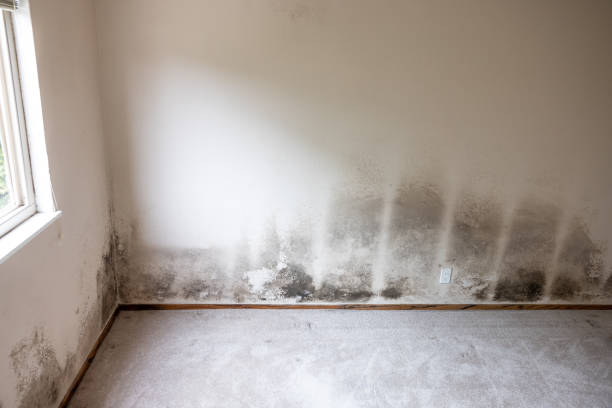 Best Mold Odor Removal Services  in High Springs, FL