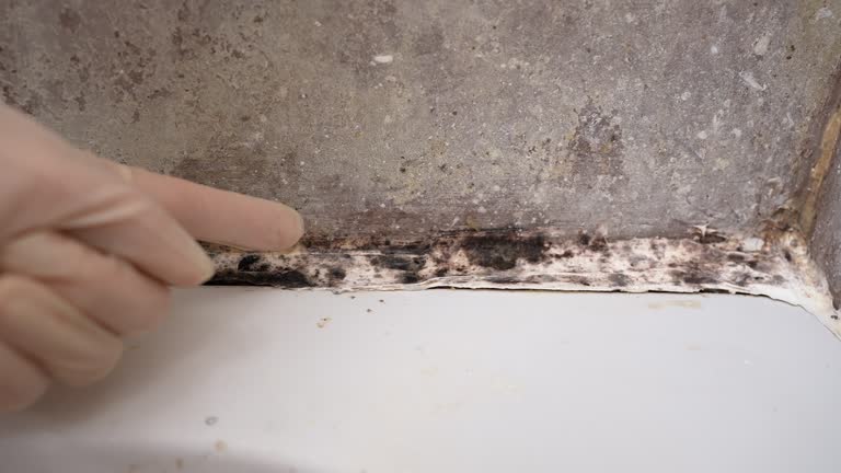 Best Biohazard Mold Removal  in High Springs, FL